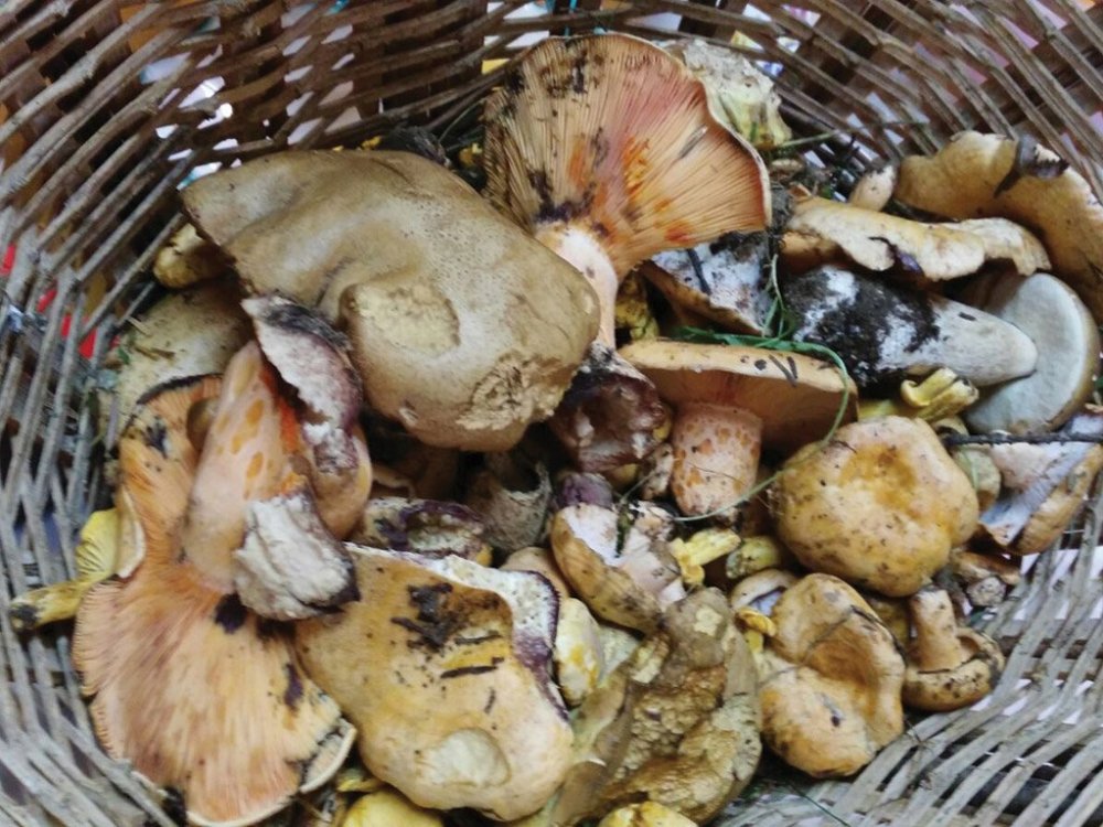 mushroom-picking